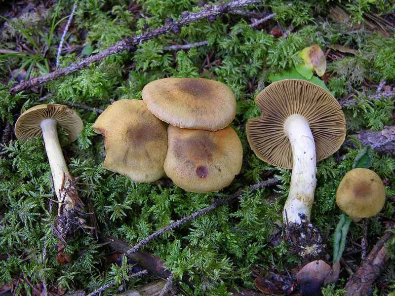 Cortinarius venetus.